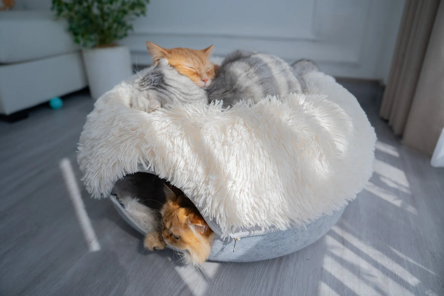 Cat relaxing at home